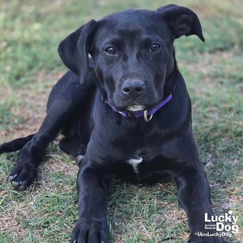 ROO - Labrador Retriever available for adoption