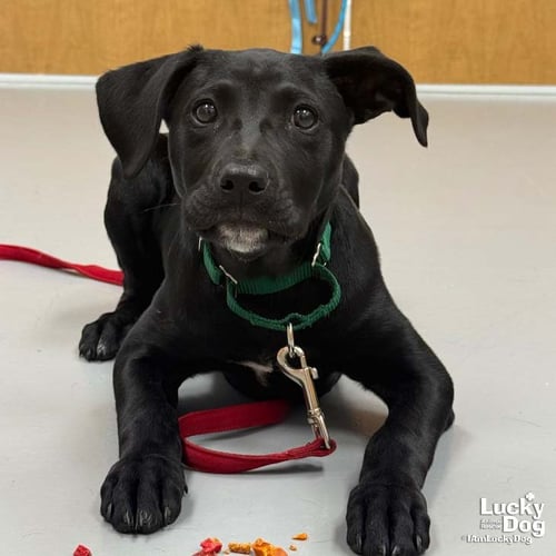 ROO - Labrador Retriever available for adoption
