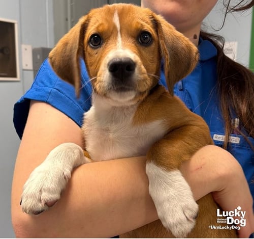 SWEET TAYLOR - Beagle / Labrador Retriever available for adoption