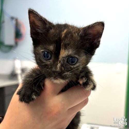 JELLY - Domestic Short Hair available for adoption