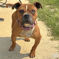 Butterscotch - Photo 1