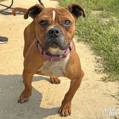 BUTTERSCOTCH - Boxer / Bulldog available for adoption