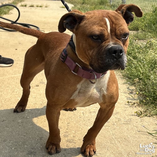 BUTTERSCOTCH - Boxer / Bulldog available for adoption