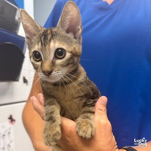 GOVE - Domestic Short Hair available for adoption