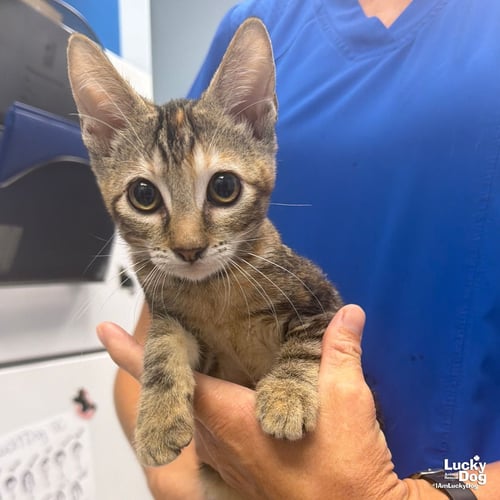 GOVE - Domestic Short Hair available for adoption