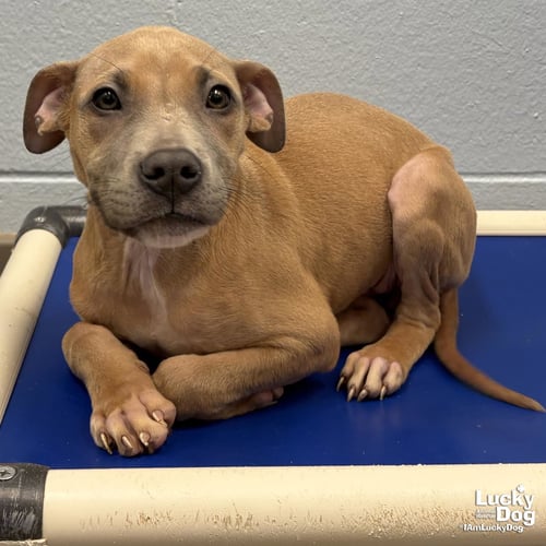 MARNEY - Shepherd available for adoption