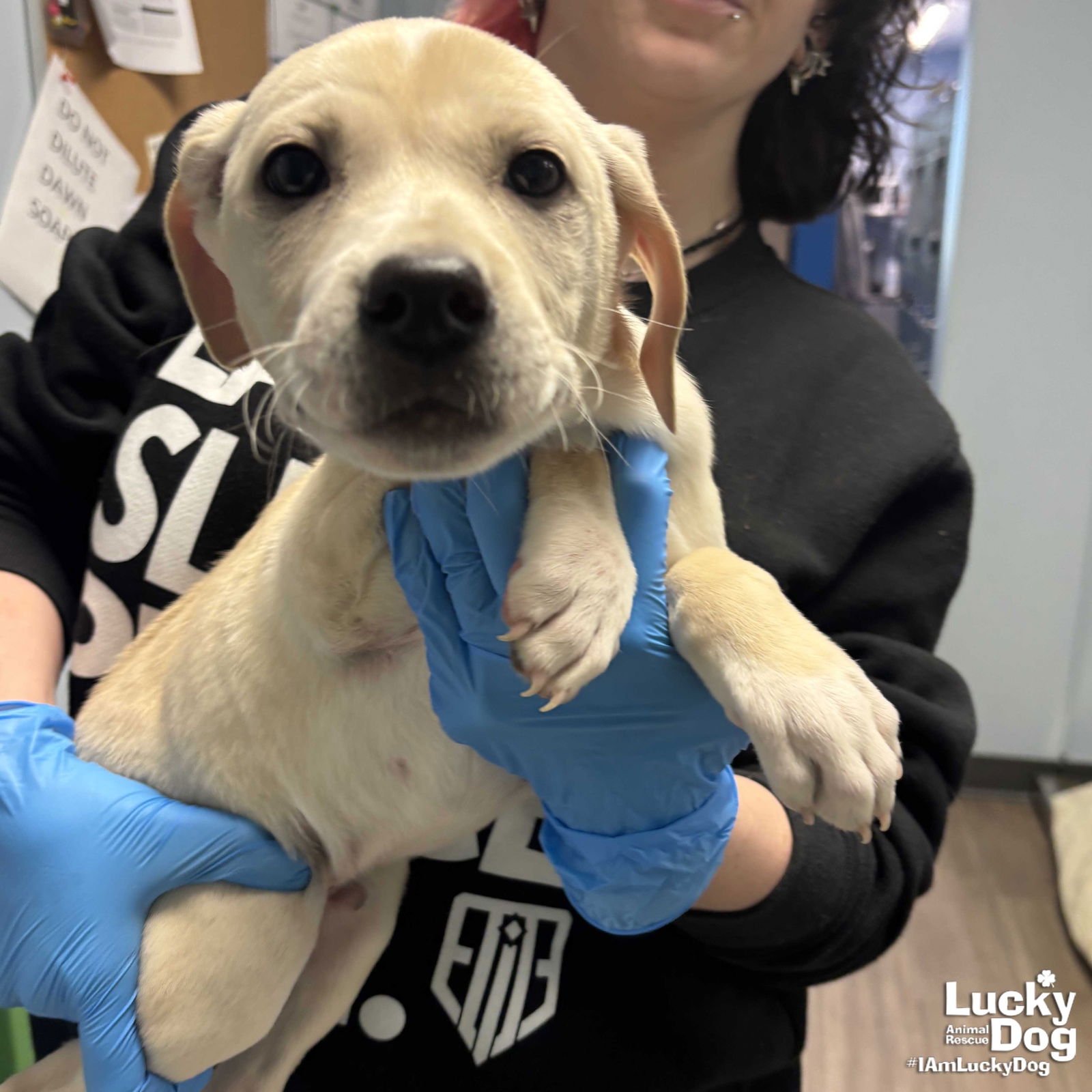 APOLLO - Shepherd / Labrador Retriever available for adoption