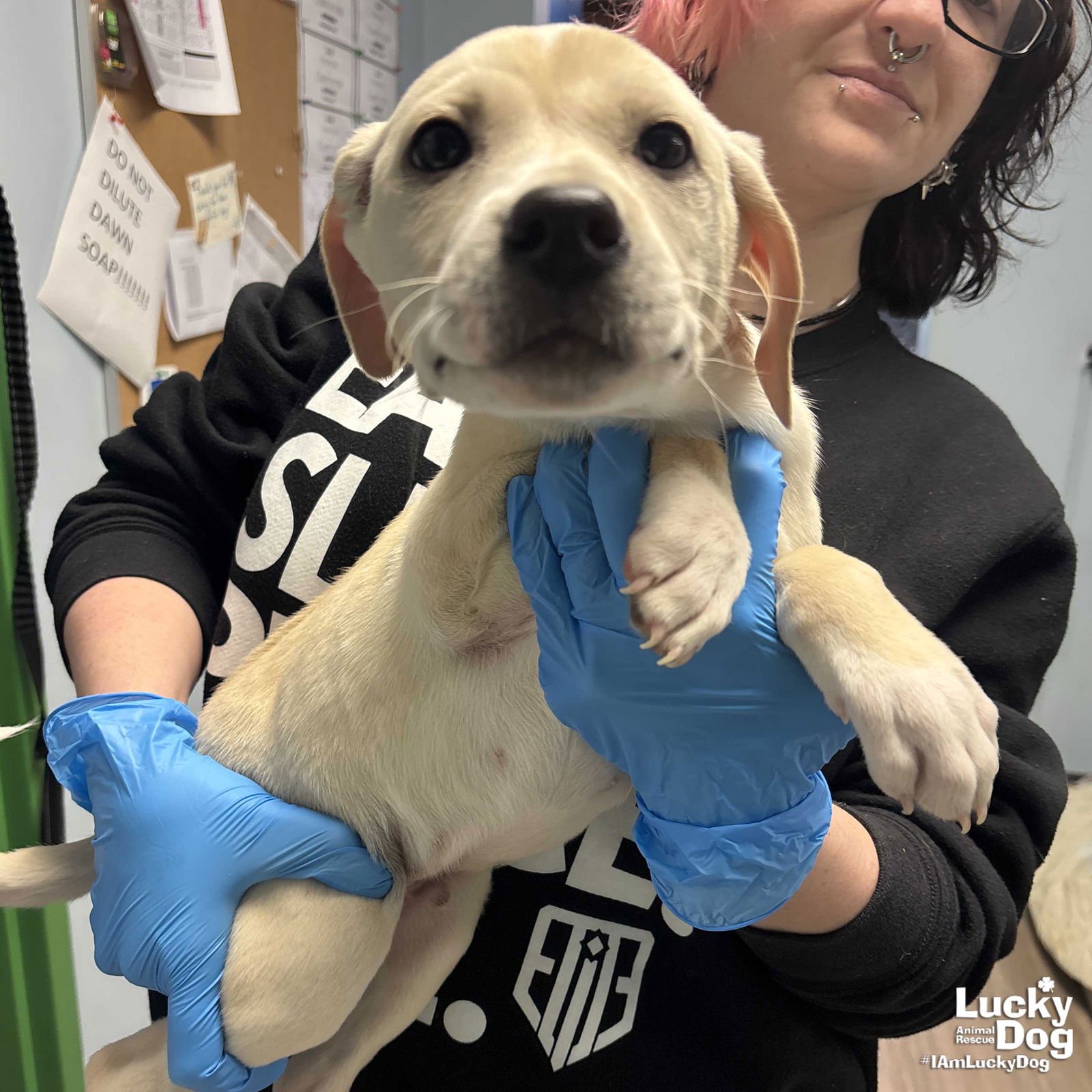 APOLLO - Shepherd / Labrador Retriever available for adoption