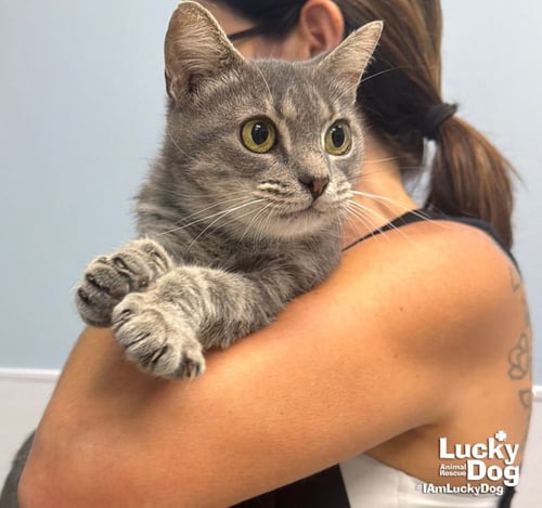 EARHART - Domestic Short Hair available for adoption