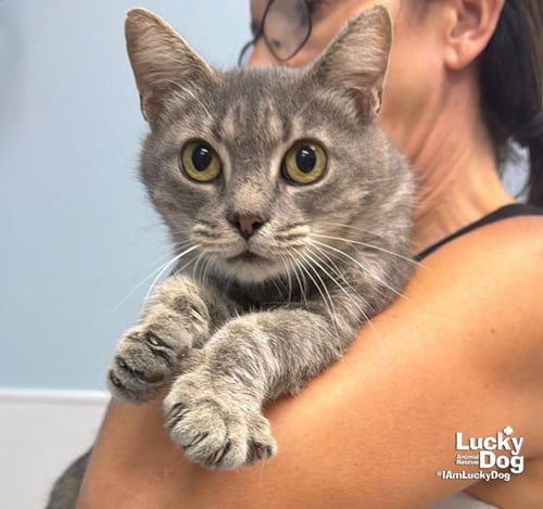 EARHART - Domestic Short Hair available for adoption