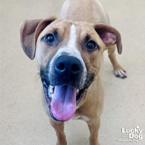 PERRY STOKLEY - Labrador Retriever / Terrier available for adoption