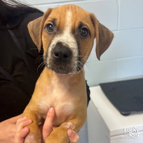 PERRY STOKLEY - Labrador Retriever / Terrier available for adoption