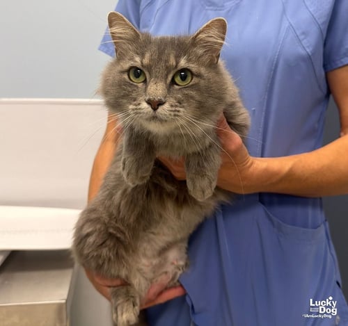 AMELIA GRACE - Domestic Short Hair available for adoption