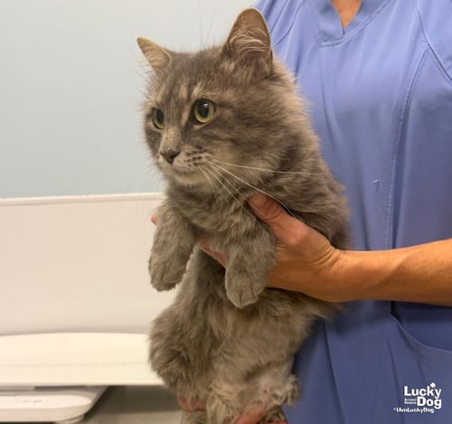 AMELIA GRACE - Domestic Short Hair available for adoption