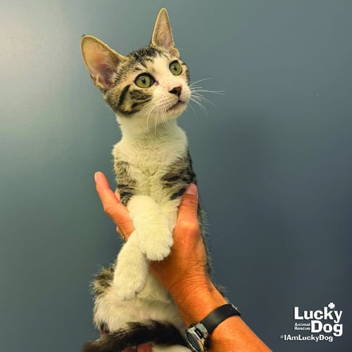 RORY - Domestic Short Hair available for adoption