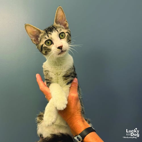 RORY - Domestic Short Hair available for adoption