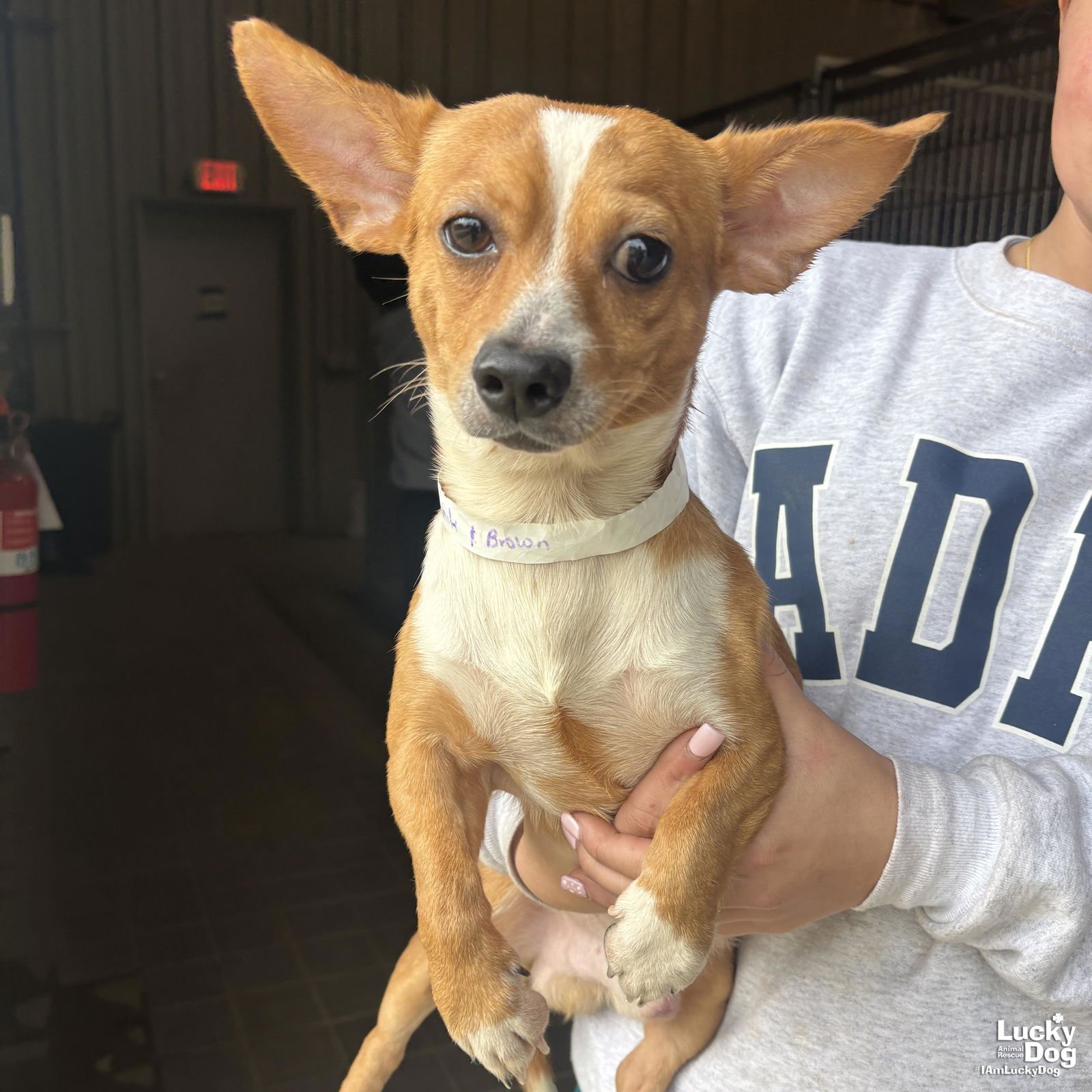 FORKY - Chihuahua available for adoption