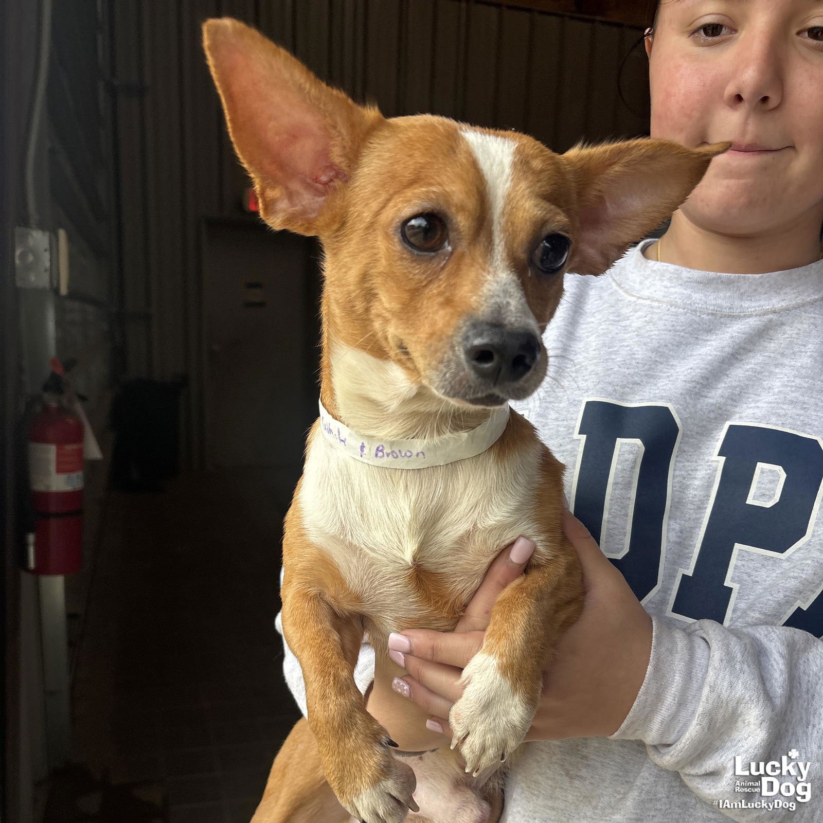 FORKY - Chihuahua available for adoption