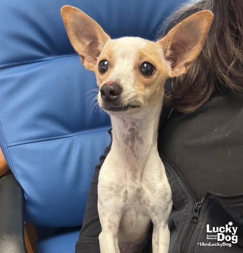NINA - Chihuahua available for adoption