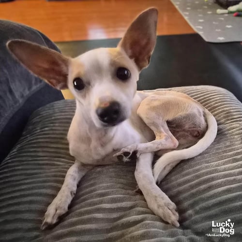 NINA - Chihuahua available for adoption