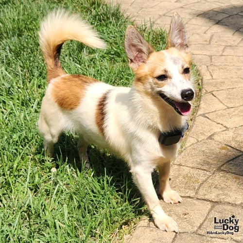 ROCKY - Jack Russell Terrier available for adoption