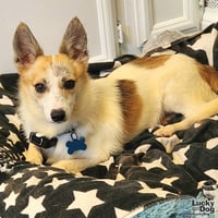 Rocky - Photo 3