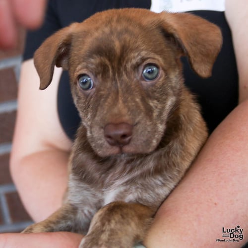 CELERY - Shepherd / Terrier available for adoption