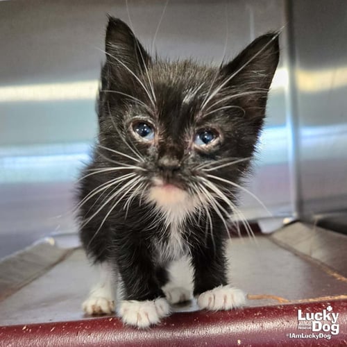 PENGUIN - Domestic Short Hair available for adoption