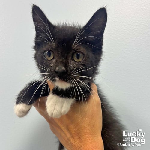 PENGUIN - Domestic Short Hair available for adoption