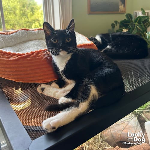 PENGUIN - Domestic Short Hair available for adoption