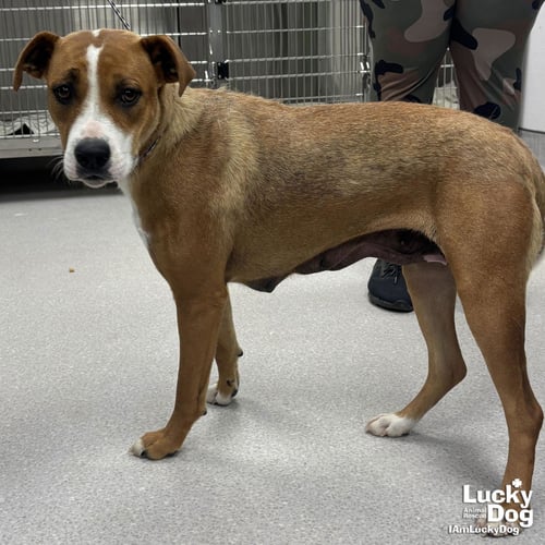 CYNTHIA - Shepherd / Terrier available for adoption