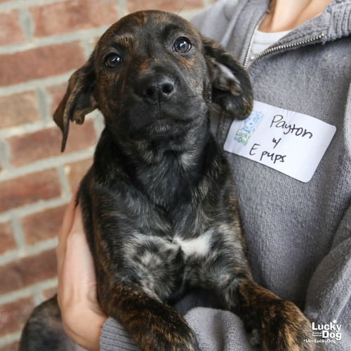 ED - Labrador Retriever / Shepherd available for adoption