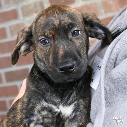 ED - Labrador Retriever / Shepherd available for adoption