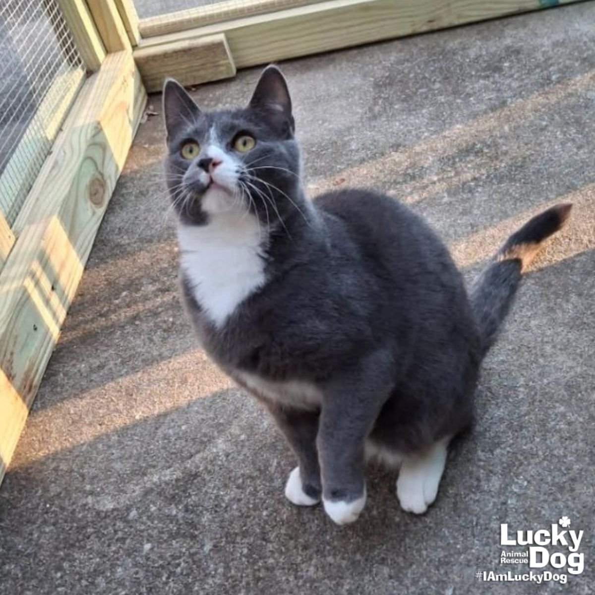 SOCKS - Domestic Short Hair available for adoption