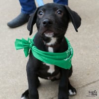 Collards - Photo 1