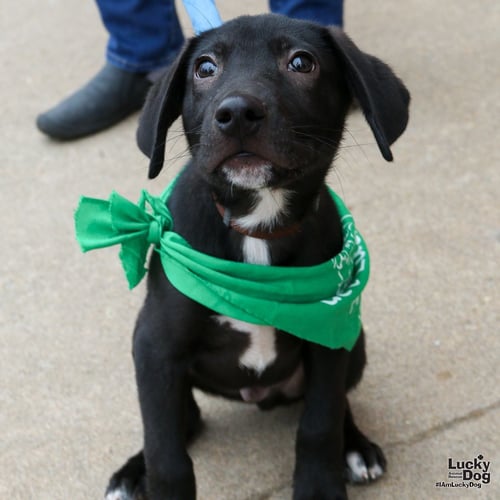 COLLARDS - Labrador Retriever available for adoption