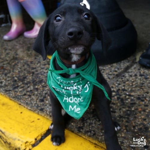 COLLARDS - Labrador Retriever available for adoption