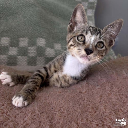 TINY ROLO - Domestic Short Hair available for adoption