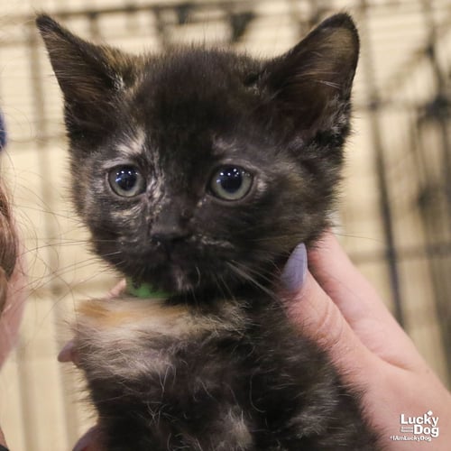 TINA - Domestic Short Hair available for adoption