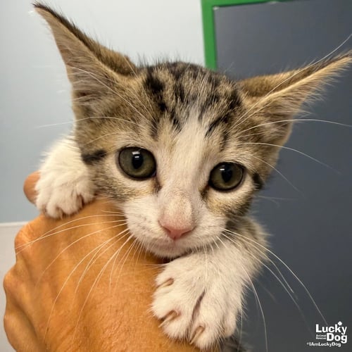 VESPER - Domestic Short Hair available for adoption