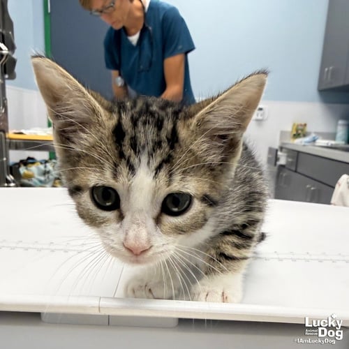 VESPER - Domestic Short Hair available for adoption