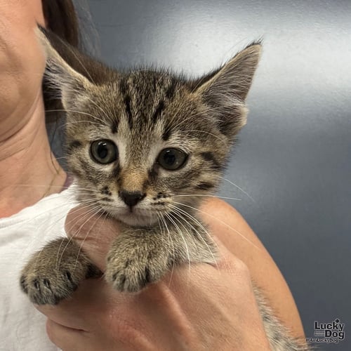 WILMA - Domestic Short Hair available for adoption