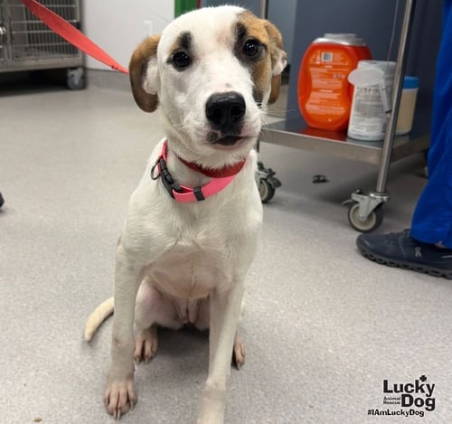 HONEY - Labrador Retriever / Hound available for adoption