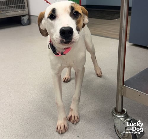 HONEY - Labrador Retriever / Hound available for adoption