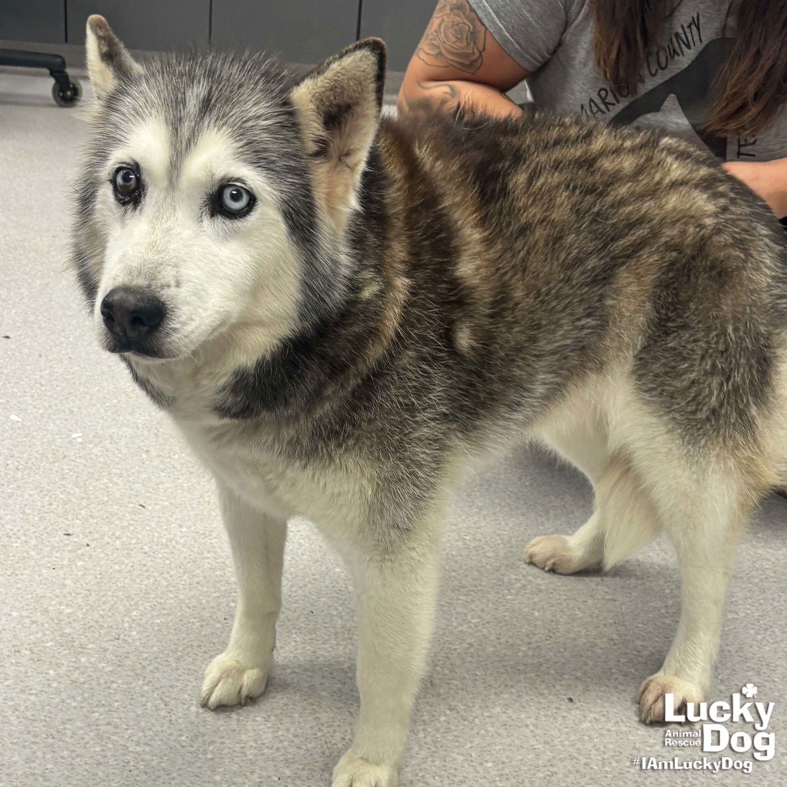 SAPPHIRE - Husky available for adoption