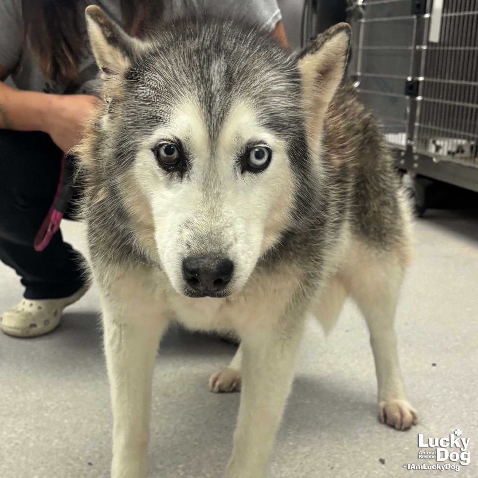 SAPPHIRE - Husky available for adoption