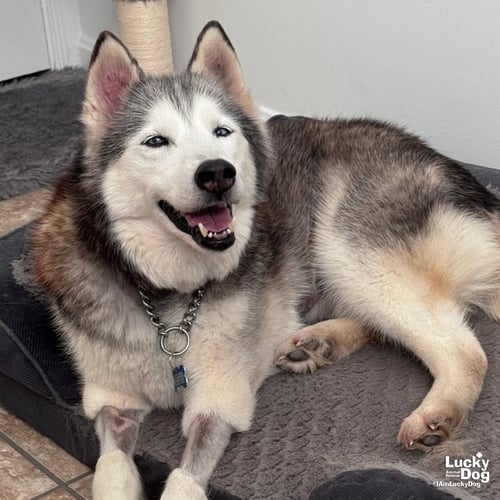 SAPPHIRE - Husky available for adoption