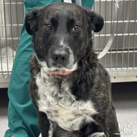 Henry - Photo 3