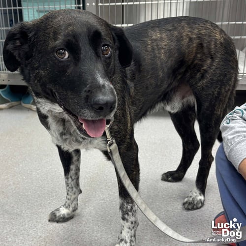 HENRY - Australian Cattle Dog/Blue Heeler / Pointer available for adoption