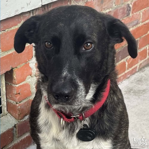 HENRY - Australian Cattle Dog/Blue Heeler / Pointer available for adoption